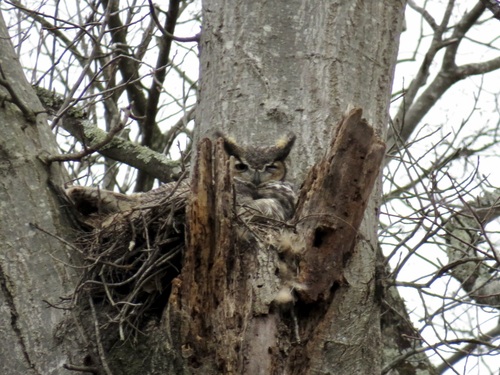 Great Horned Owl