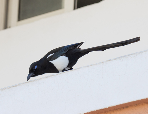 Maghreb Magpie (Pica mauritanica), photo 9