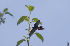 Byasa polyeuctes