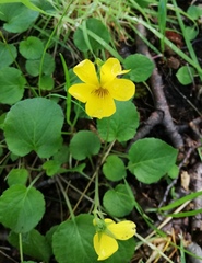 Viola maculata