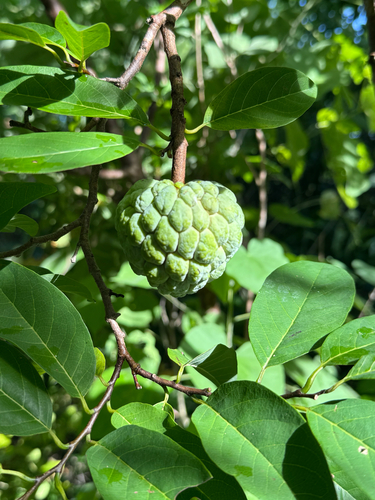 Annona squamosa