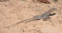 Ctenophorus maculatus