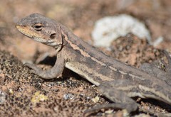 Ctenophorus maculatus