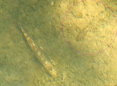 Rhinogobius duospilus