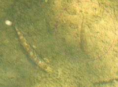 Rhinogobius duospilus