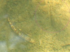 Rhinogobius duospilus