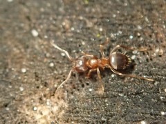 Lasius brunneus