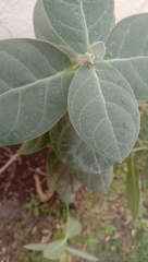 Calotropis