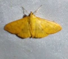 Patania balteata