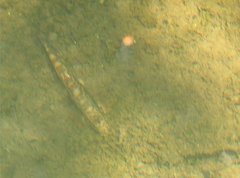 Liniparhomaloptera disparis