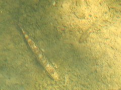 Liniparhomaloptera disparis