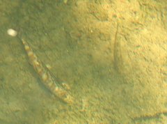 Liniparhomaloptera disparis