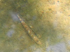 Liniparhomaloptera disparis