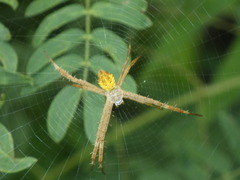 Argiope appensa