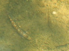 Liniparhomaloptera disparis