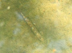 Liniparhomaloptera disparis