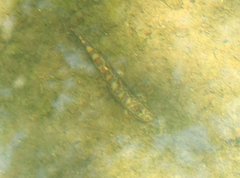 Liniparhomaloptera disparis