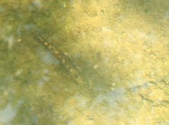 Liniparhomaloptera disparis