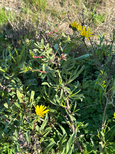 Oregon Gumplant (Grindelia stricta)