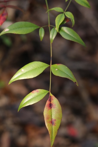 Nandina domestica