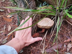 Boletellus deceptivus