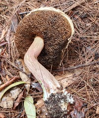 Boletellus deceptivus