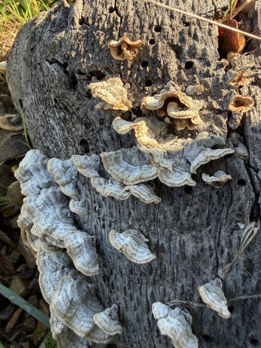 iNaturalist observation photo of hairy curtain crust