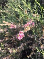Salsola oppositifolia