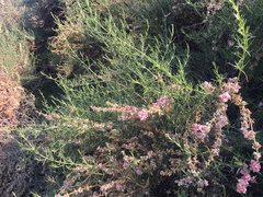 Salsola oppositifolia
