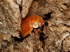 Paropsisterna intacta