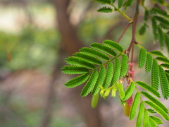 Dichrostachys cinerea