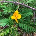 Senna coronilloides - Photo 由 Martin Bennett 所上傳的 (c) Martin Bennett，保留部份權利CC BY-NC