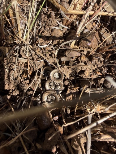 iNaturalist observation photo of field bird's nest fungus