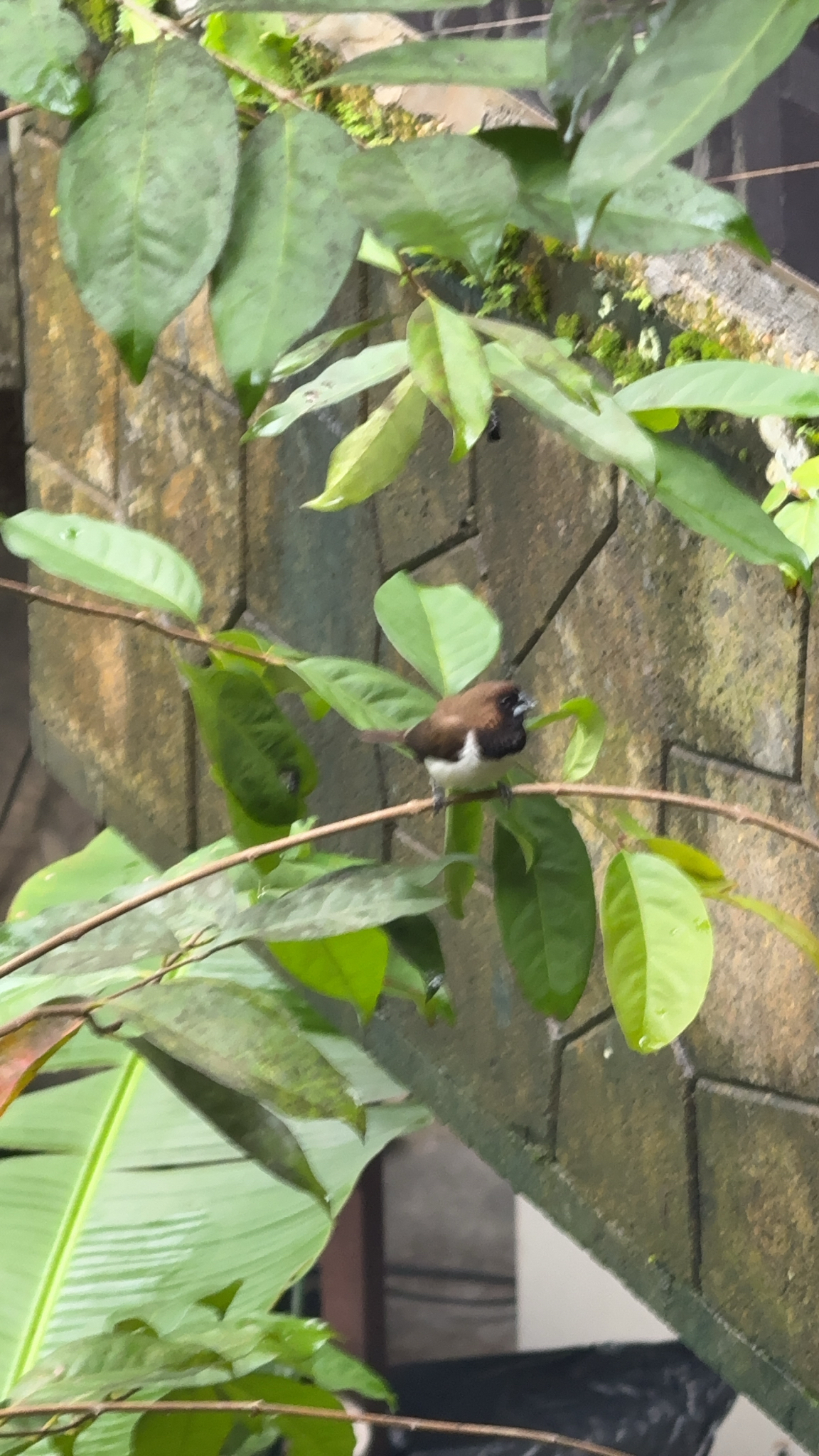 Javan Munia (Lonchura leucogastroides), photo 7