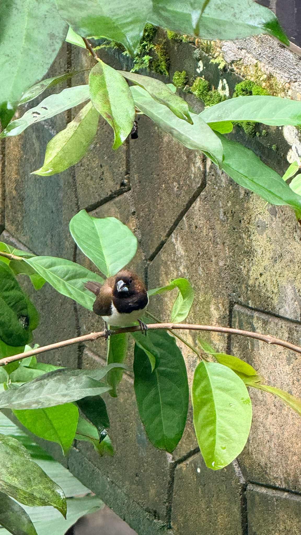 Javan Munia (Lonchura leucogastroides), photo 6