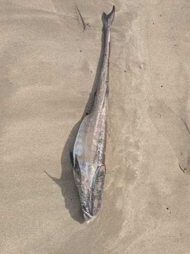 Echeneis naucrates
