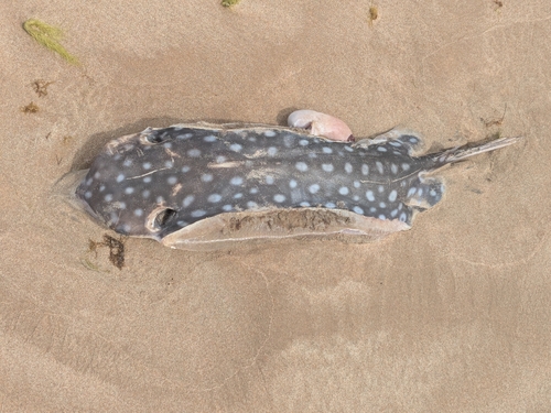 Aetobatus narinari