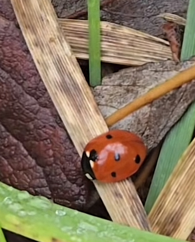 Seven-spotted Lady Beetle