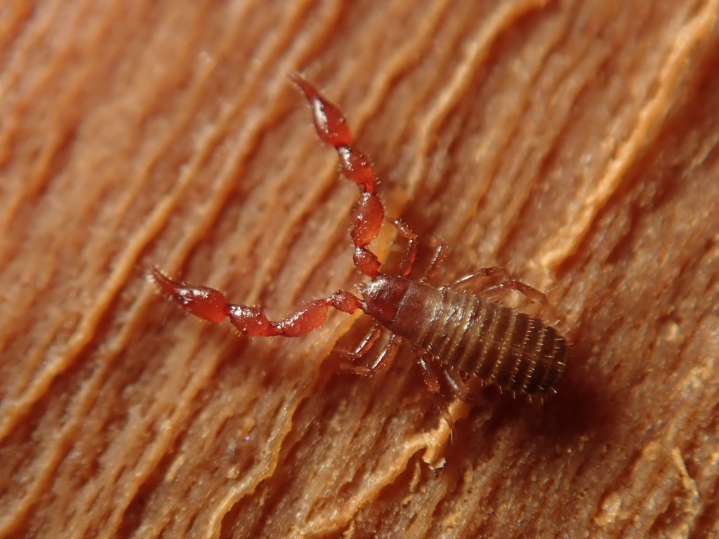 Lamprochernetinae