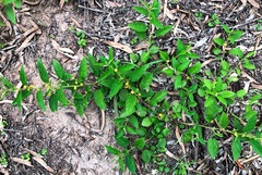 Sida hackettiana
