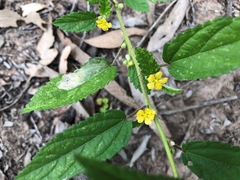 Sida hackettiana