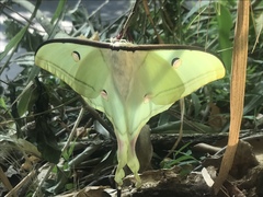 Actias selene