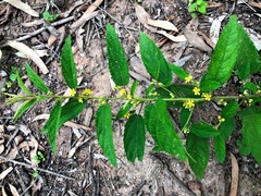 Sida hackettiana