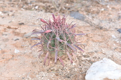 Ferocactus gracilis coloratus