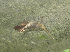Coptacrinae