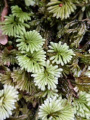 Hypopterygium didictyon