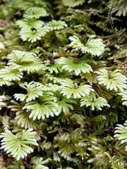 Hypopterygium didictyon