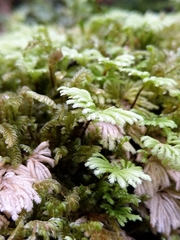 Hypopterygium didictyon