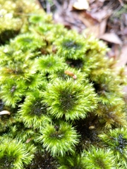 Mniodendron comosum