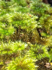 Mniodendron comosum